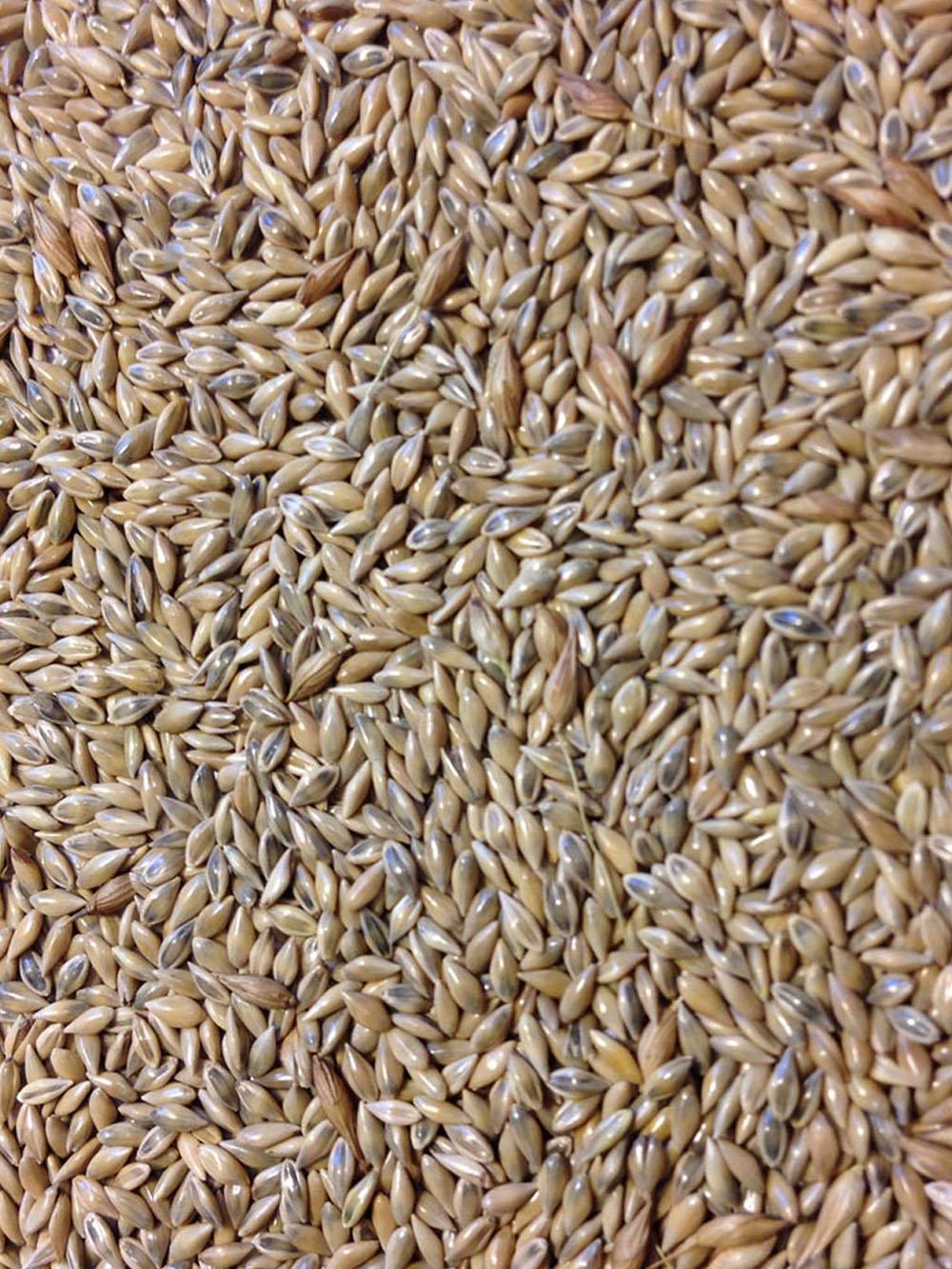 Forestburg Switchgrass